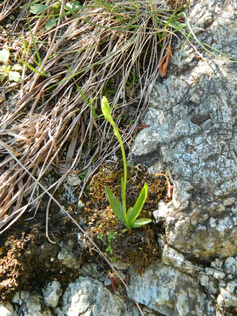 Spiranthes aestivalis in provincia della Spezia.